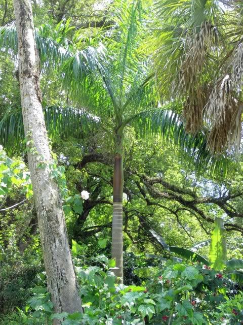 maroon crownshaft on a Roystonea regia - DISCUSSING PALM TREES